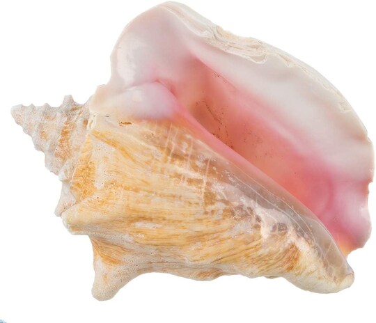 Nautical Crush Trading; Conch Shell Large Sea Shells Garden Quality 5 to 6 inches Conch Sea Shell Large Conch Shell Décor; Category:Shells; Image:1